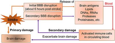 Blood substitution—More challenges for translational significance